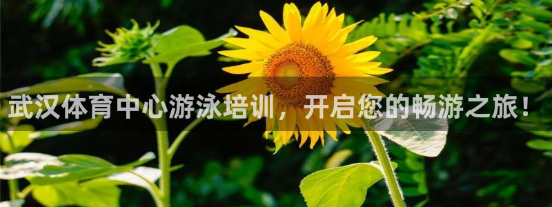 极悦牙膏怎么样：武汉体育中心游泳培训，开启您的畅游之