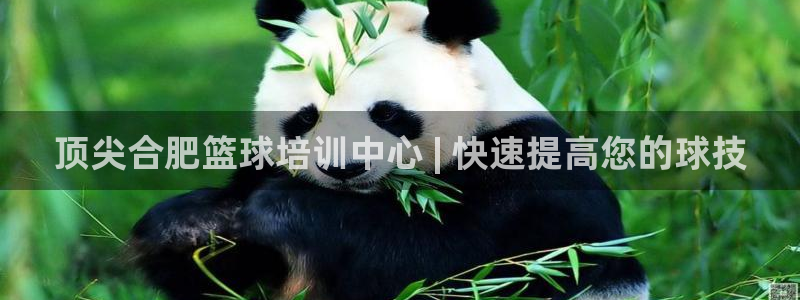极悦娱乐官网app下载安装：顶尖合肥篮球培训中心 |