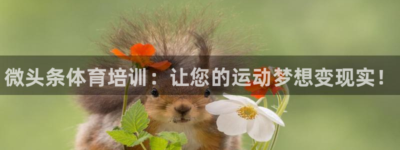 极悦平台代理怎么做赚钱：微头条体育培训：让您的运动梦想变现实